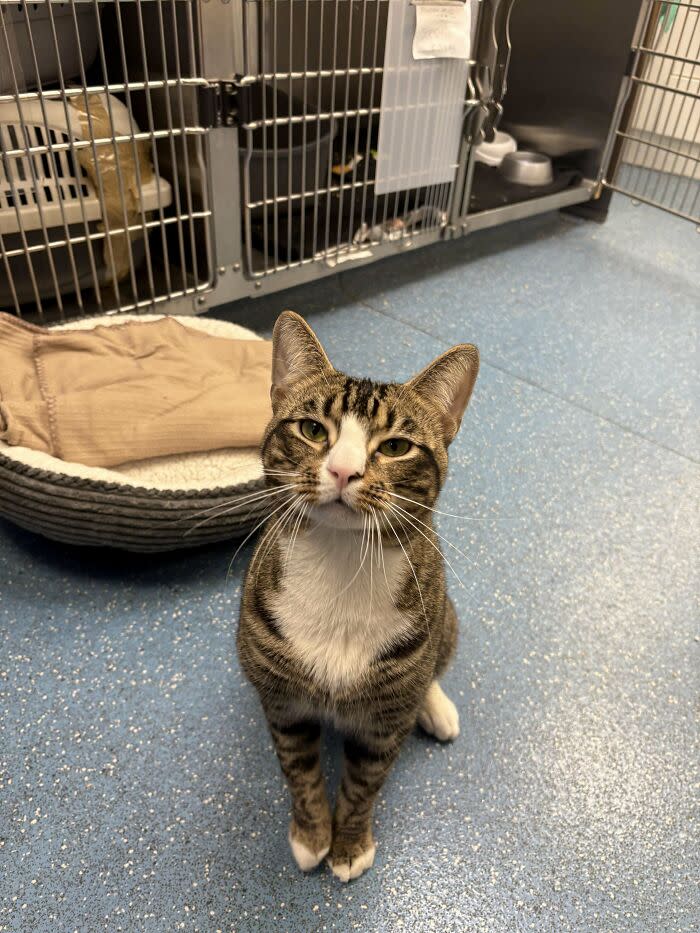 Adorable tabby cat in shelter with cages, cozy bed, and pet care environment.