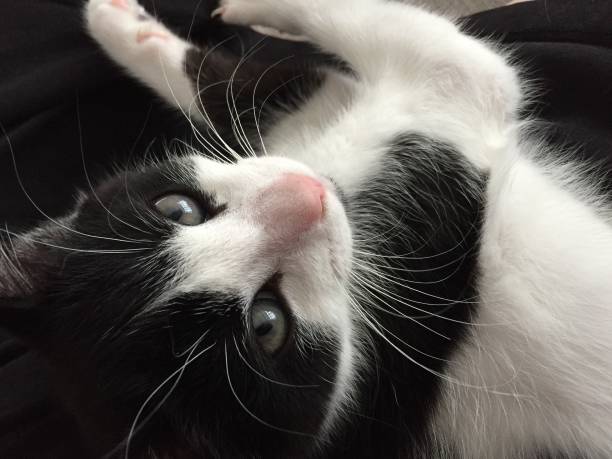Cute black and white cat relaxing with expressive gray eyes and soft fur.