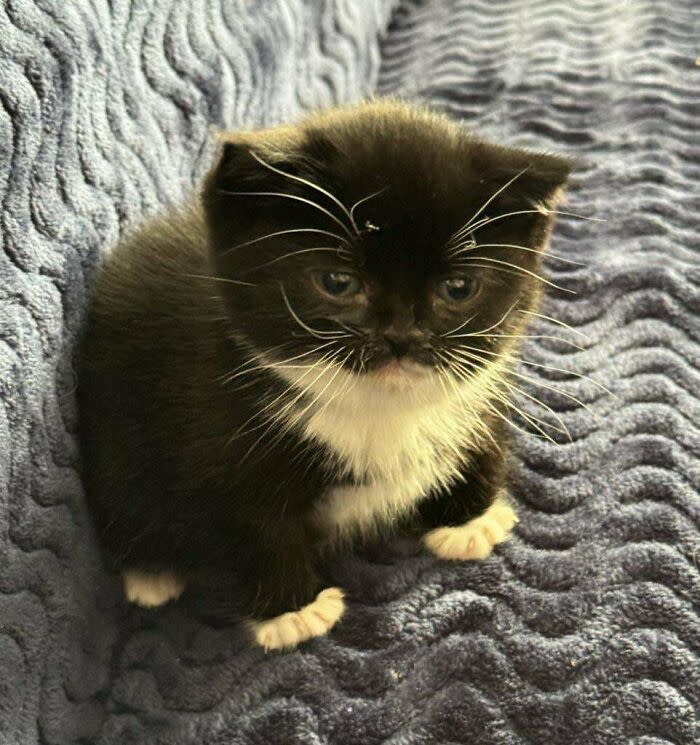 Cute black and white kitten sitting on soft blue blanket with big blue eyes.