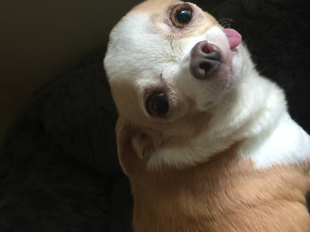 Playful Chihuahua with expressive eyes, tongue out, and cozy background.