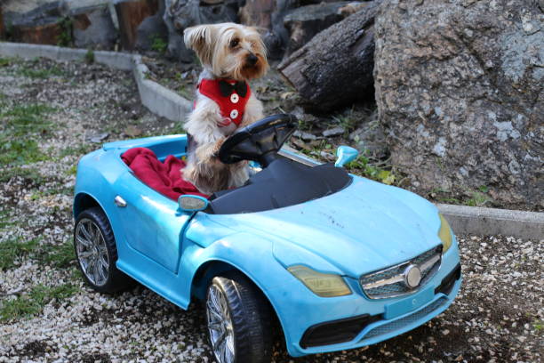 Cute Yorkshire Terrier in a miniature blue sports car with rustic outdoor background.