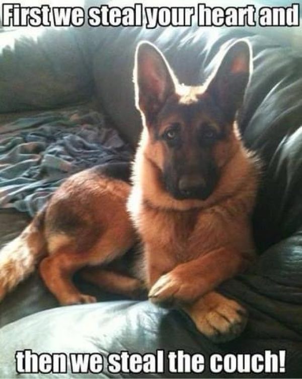 Cute German Shepherd lounging on a worn couch with playful, affectionate expression.