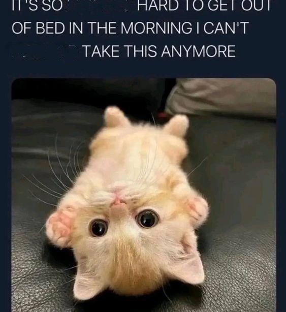 Cute orange kitten lying on back with big eyes, humorous caption about morning struggles.