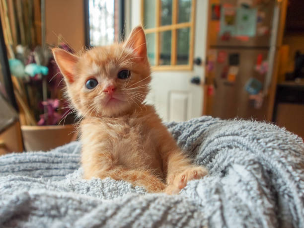 Cute orange kitten nestled in cozy blanket with blue eyes and warm home background.