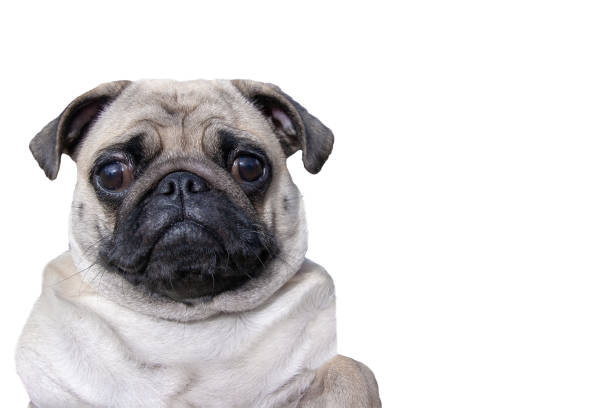 Cute pug face closeup with expressive eyes and adorable wrinkles on a white background.