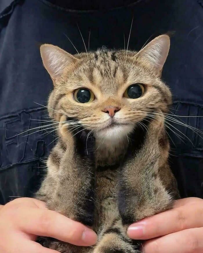 Cute brown tabby cat being gently held in human hands with a warm, affectionate atmosphere.