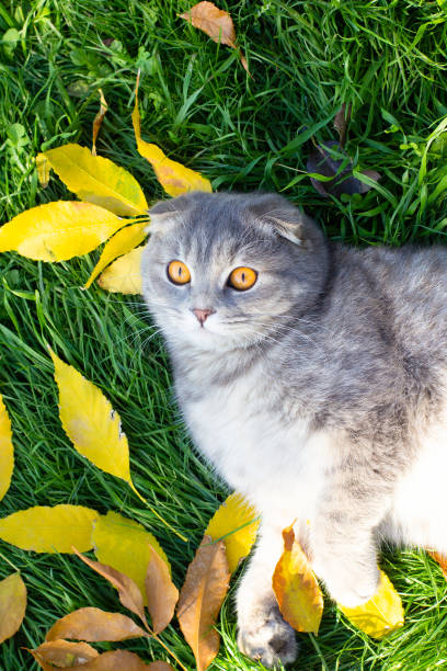 Scottish fold gray cat lying on green grass among yellow autumn leaves in sunlight.