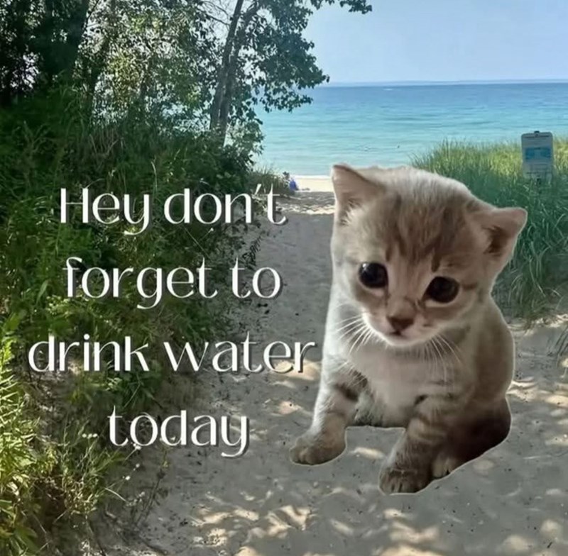 Cute kitten on beach with hydration reminder and scenic ocean background.