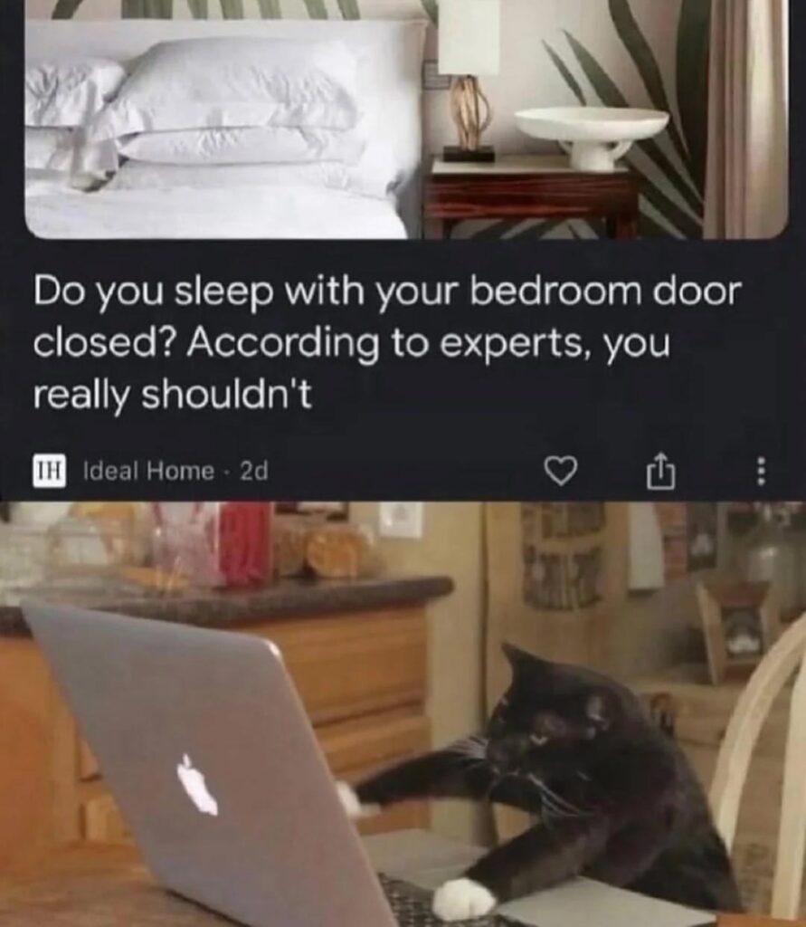 Humorous cat typing on laptop beside bedroom, contrasting sleep advice with playful animal behavior.