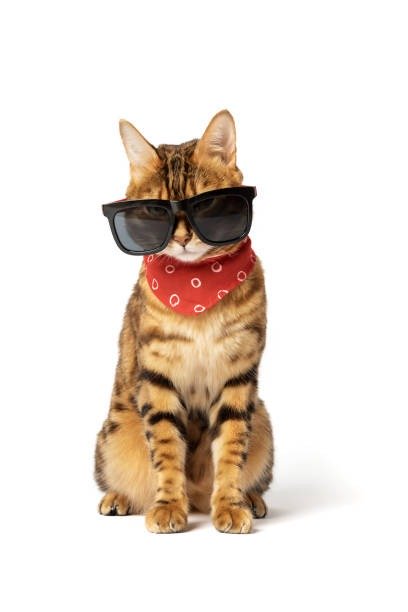 Stylish Bengal cat with sunglasses and red bandana showcasing fashionable feline style.