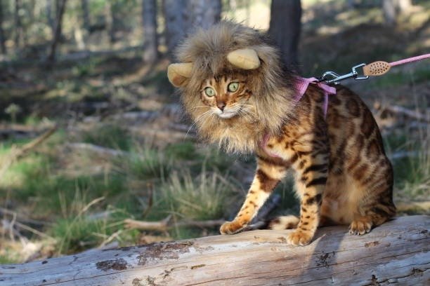 Playful Bengal cat in lion mane costume exploring forest with sunlight and lush greenery.