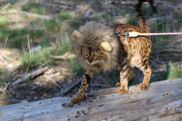 Playful Bengal cat with lion mane on leash exploring outdoors.