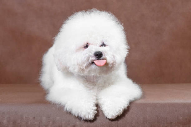 Cute fluffy white Bichon Frise dog with playful expression and pink tongue relaxing on soft surface.