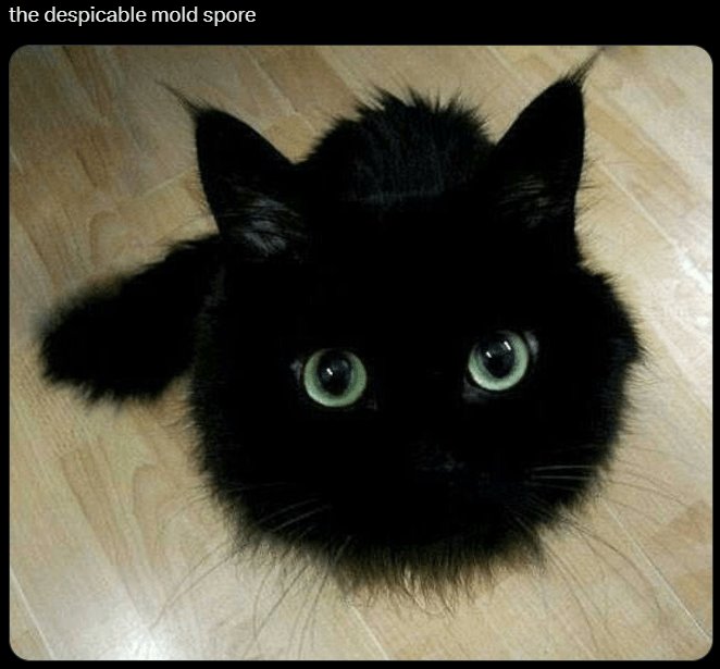 Black cat with vibrant green eyes and sleek fur, basking in soft light on wooden floor.