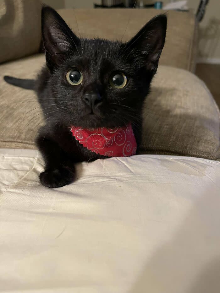 Cute black kitten with bright eyes wearing a red bandana on a cozy beige couch.