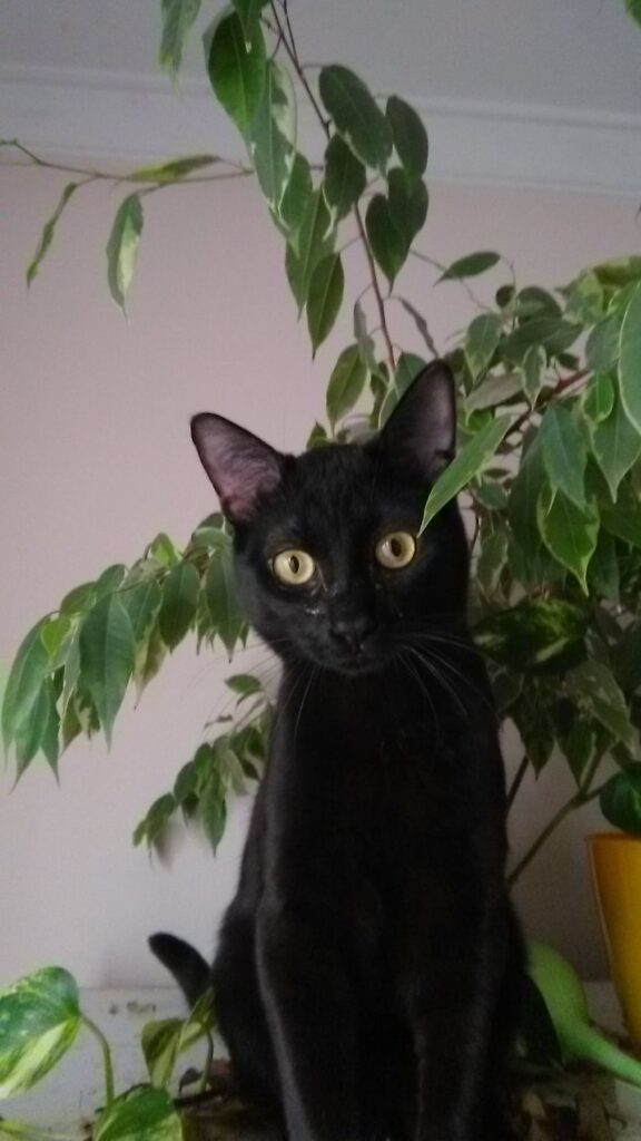 Black cat with yellow eyes sitting among indoor houseplants in a cozy, peaceful home environment.