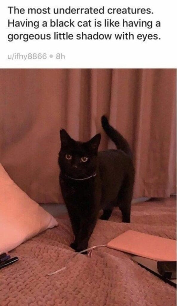 Black cat with bright eyes resting on cozy beige blanket in warm indoor home setting.