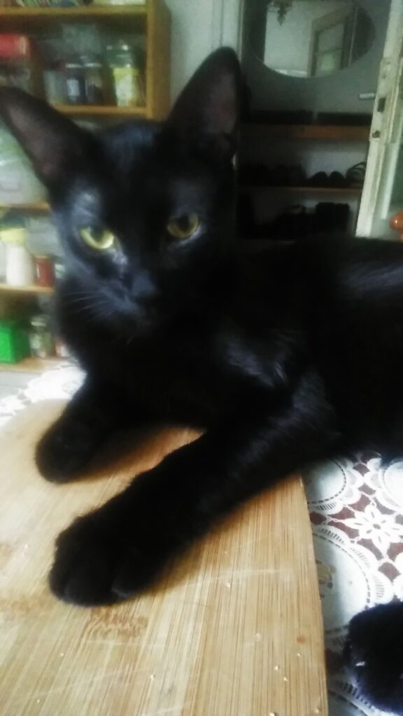 Black cat relaxing on a wooden kitchen counter with jars and household items in the background.