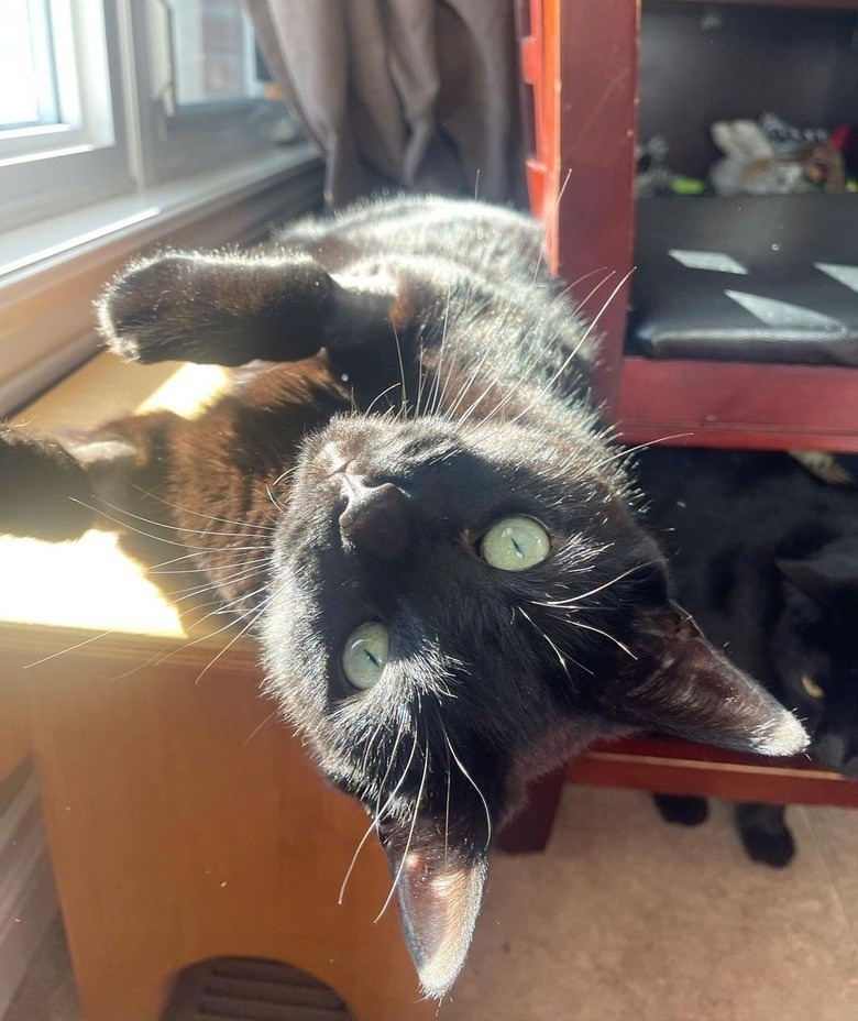 Black cat relaxing in sunbeam with green eyes, cozy wooden background, peaceful feline moment.