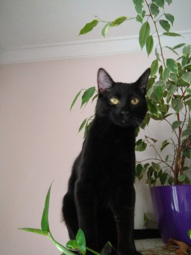 Black cat sitting on a ledge with lush plants and green foliage in a cozy indoor setting.
