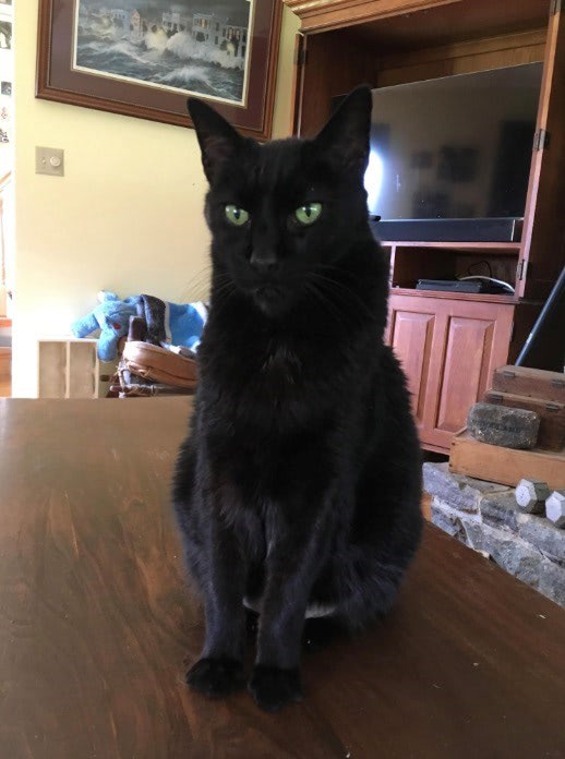 Elegant black cat with vivid green eyes sitting on a wooden table in a cozy home.