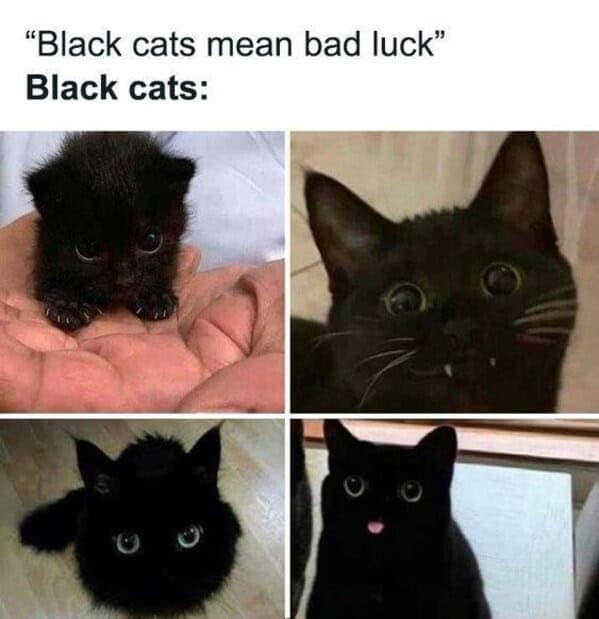 Cute black cats debunk superstition with adorable kittens and playful, lovable black cat photos.