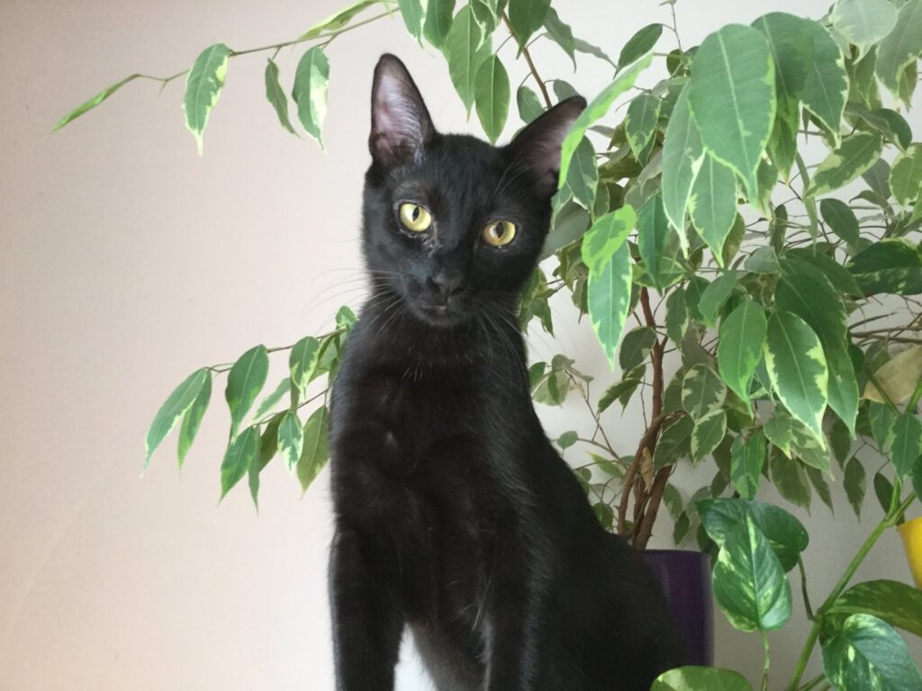 Black cat with yellow eyes amid lush green plants in a serene garden scene.