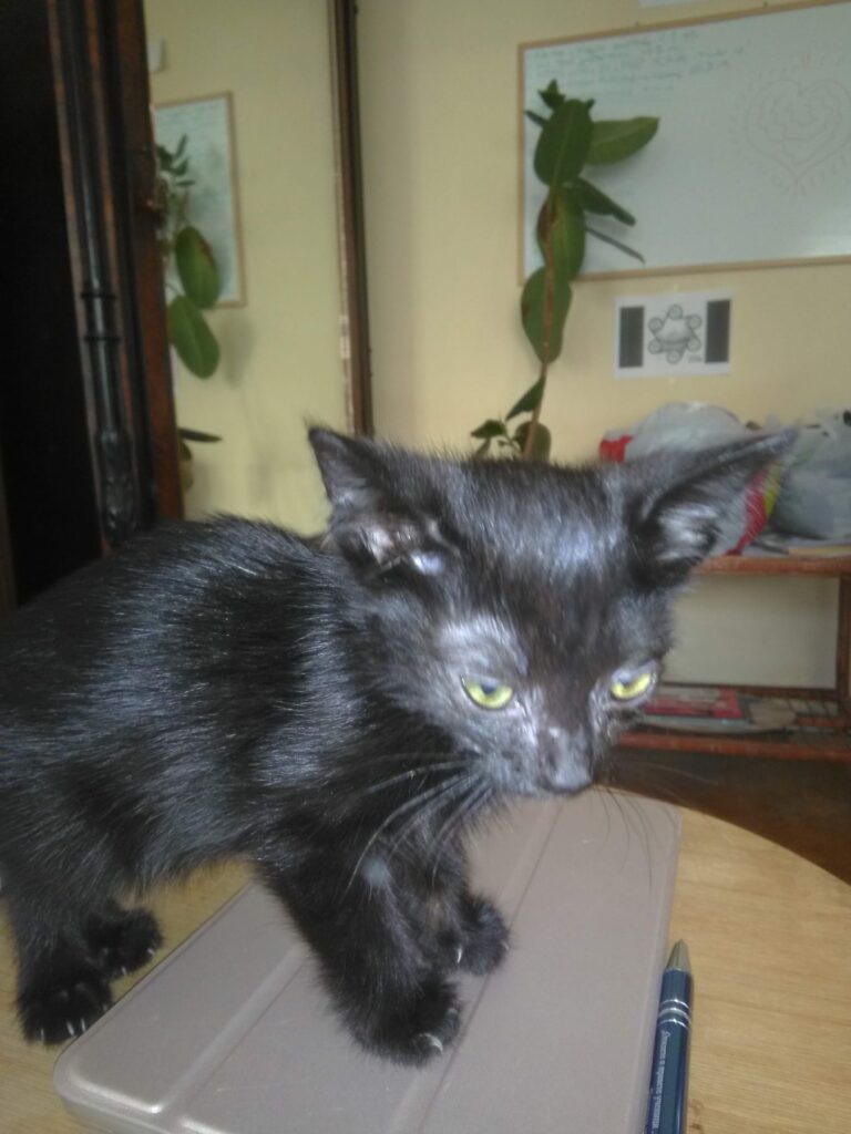 Cute black kitten exploring a tablet in cozy home with plants and whiteboard.