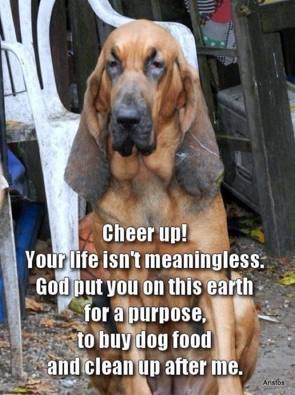 Funny bloodhound dog with humorous caption about pet care and lifes purpose.