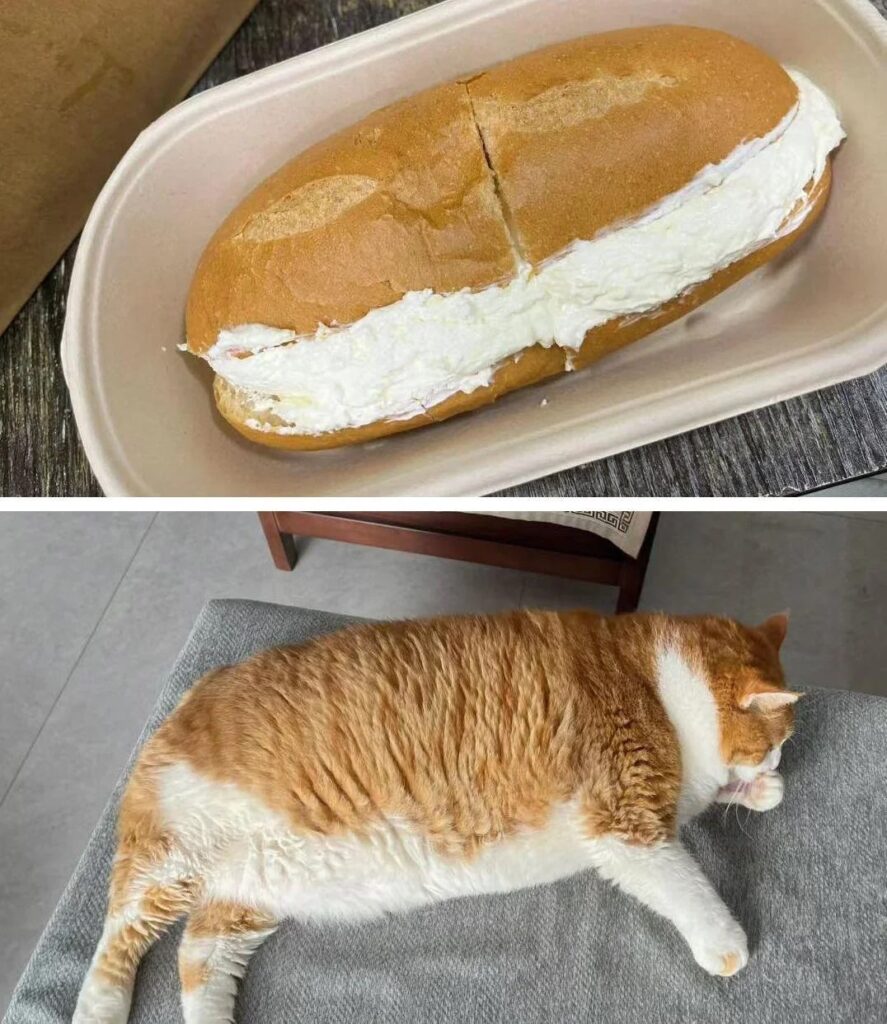 Cute cat relaxing with whimsical whipped cream-filled bun snack in cozy home setting.