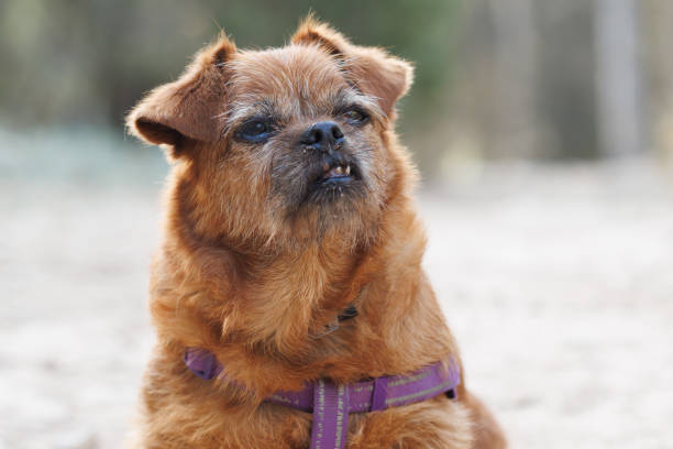 Small Brussels Griffon dog wearing purple harness outdoors amid greenery.