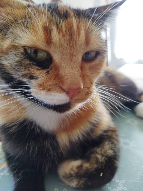 Close-up of adorable calico cat with green eyes, colorful fur, and cozy background.