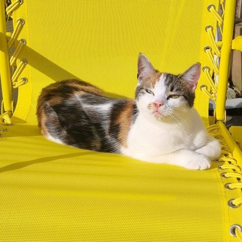 Calico cat relaxing on bright yellow modern chair in sunny outdoor garden scene.