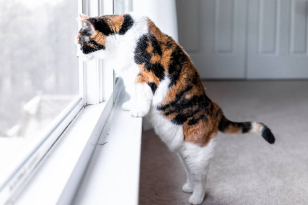 Calico cat sitting on windowsill, looking outside at a bright, sunny day.