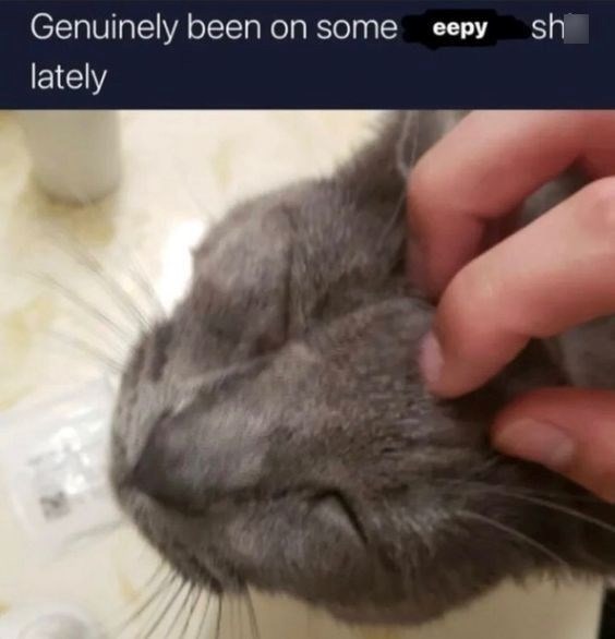 Close-up of a gray cat enjoying head scratches from a loving owner in a cozy home.