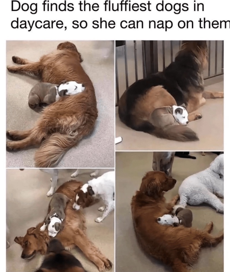 Friendly dogs at daycare enjoying cuddles, naps, and companionship in a safe, playful environment.