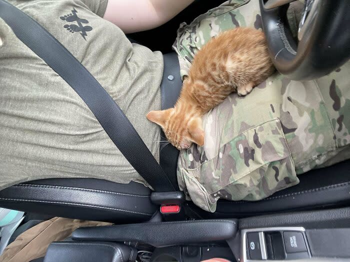 Driver and adorable orange kitten enjoy a cozy car ride together.