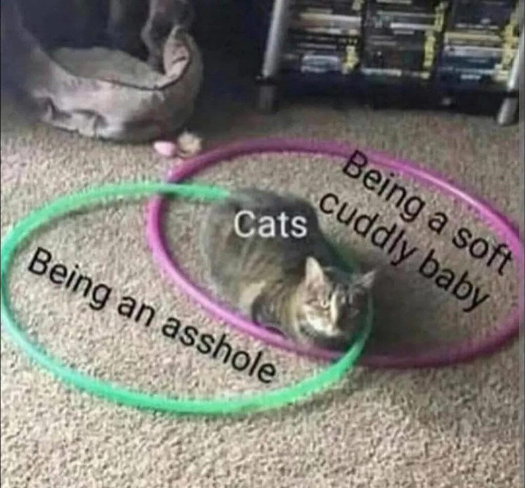 Humorous cat lying among colorful hula hoops labeled being an asshole and cuddly in a cozy home.