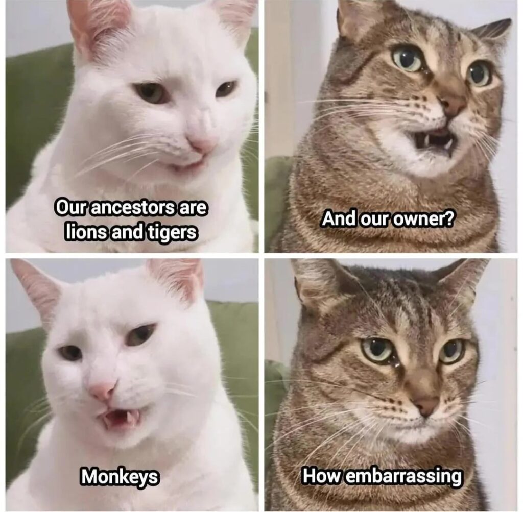 Humorous cats comic about wild ancestry and funny owner comparison.
