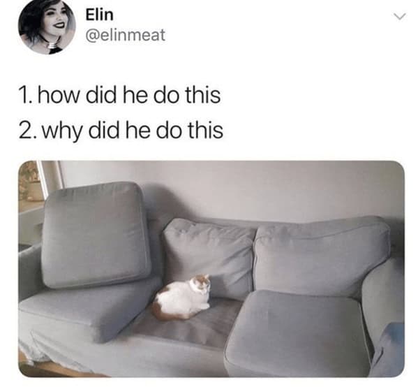 Funny cat lounging on a disorganized L-shaped couch with cushions in a living room.