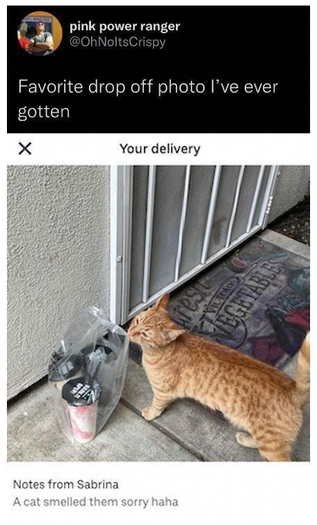 Playful orange tabby cat investigates food delivery at the door with humorous note.