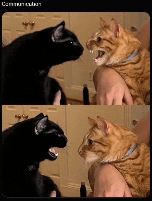Funny cat confrontation with animated expressions highlighting feline communication and playful indoor pet behavior.