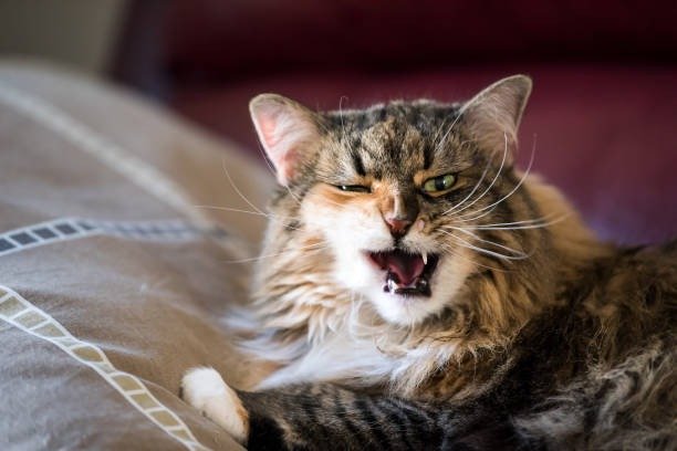 Cute curious cat with green eyes, expressive face, lying on cozy bed in a warm home.
