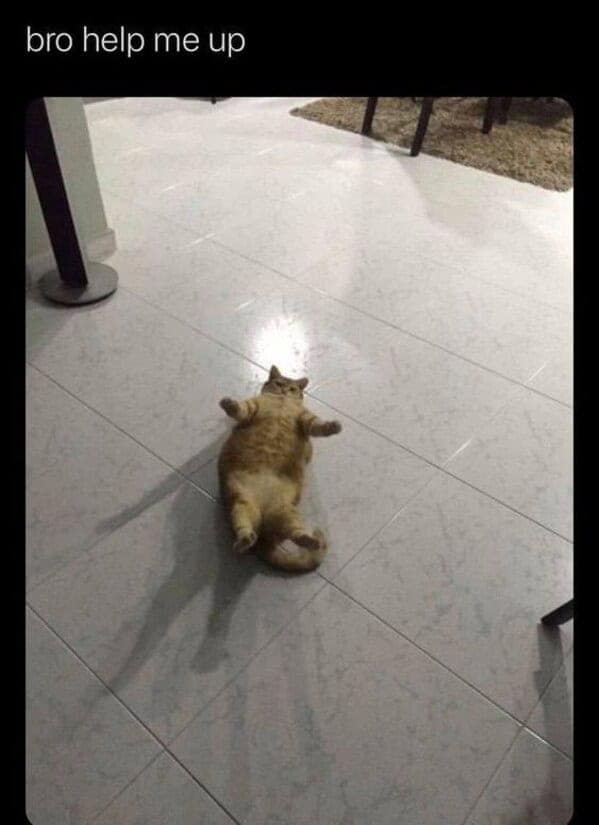 Cute cat lying on back on tiled floor, looking playful and asking for help to get up.