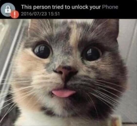 Funny cat with oversized eyes and a phone unlock notification for humor and pet lovers.