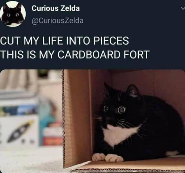 Cute black and white cat in a cardboard fort with big, curious eyes.