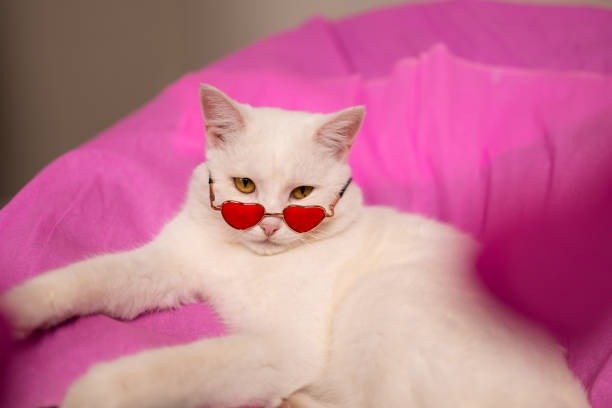 20 Funny Cats for Fri, Jul 25