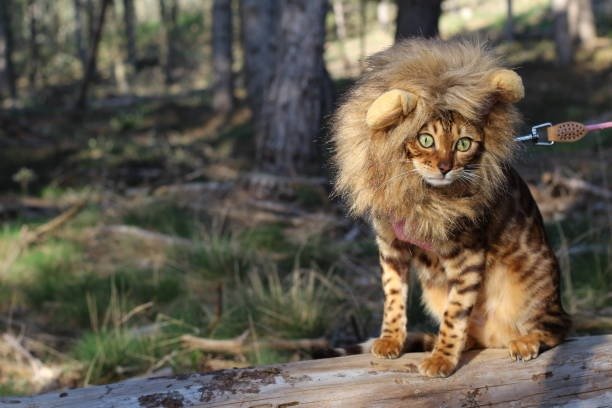 Adorable Bengal cat in lion costume sitting outdoors in a lush forest setting.