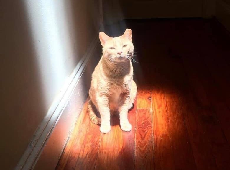 Relaxed orange cat basking in sunlight on polished wooden floor.
