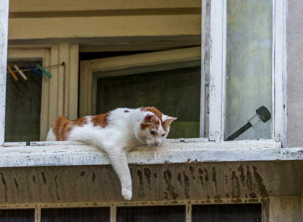 Cute white and orange cat relaxing on a windowsill with colorful clothes pegs and natural light.